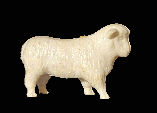 White Sheep