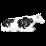 White & Black Sitting Cow