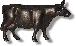 Black Standing Cow