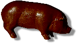 Brown Pig